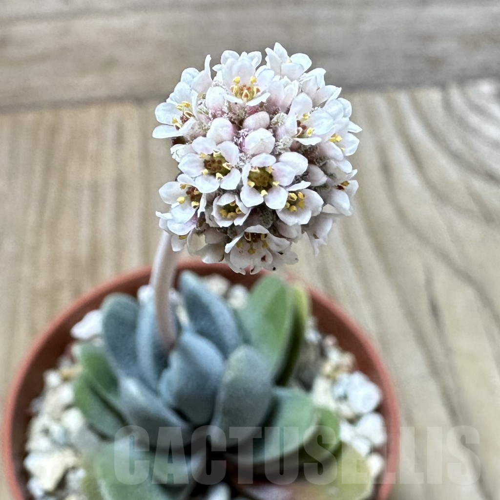 SHPR35242 Crassula tecta - Image 2