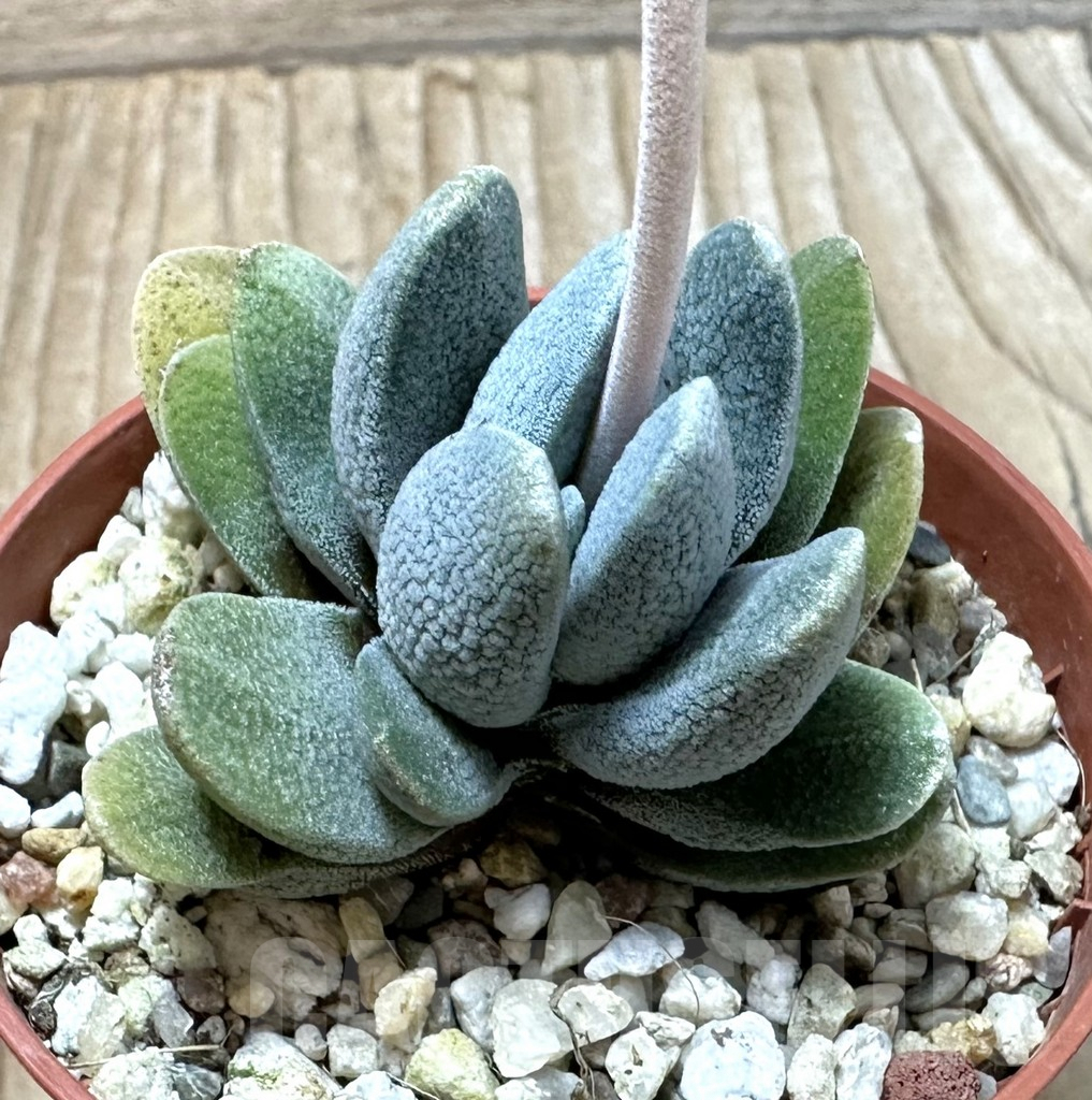 SHPR35242 Crassula tecta - Image 3