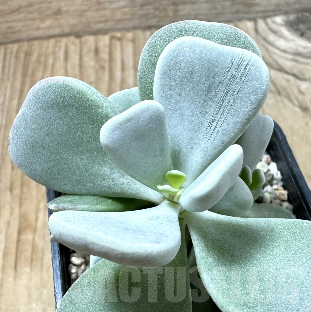 SHPR35243 Adromischus leucophyllus hybrid, seedling