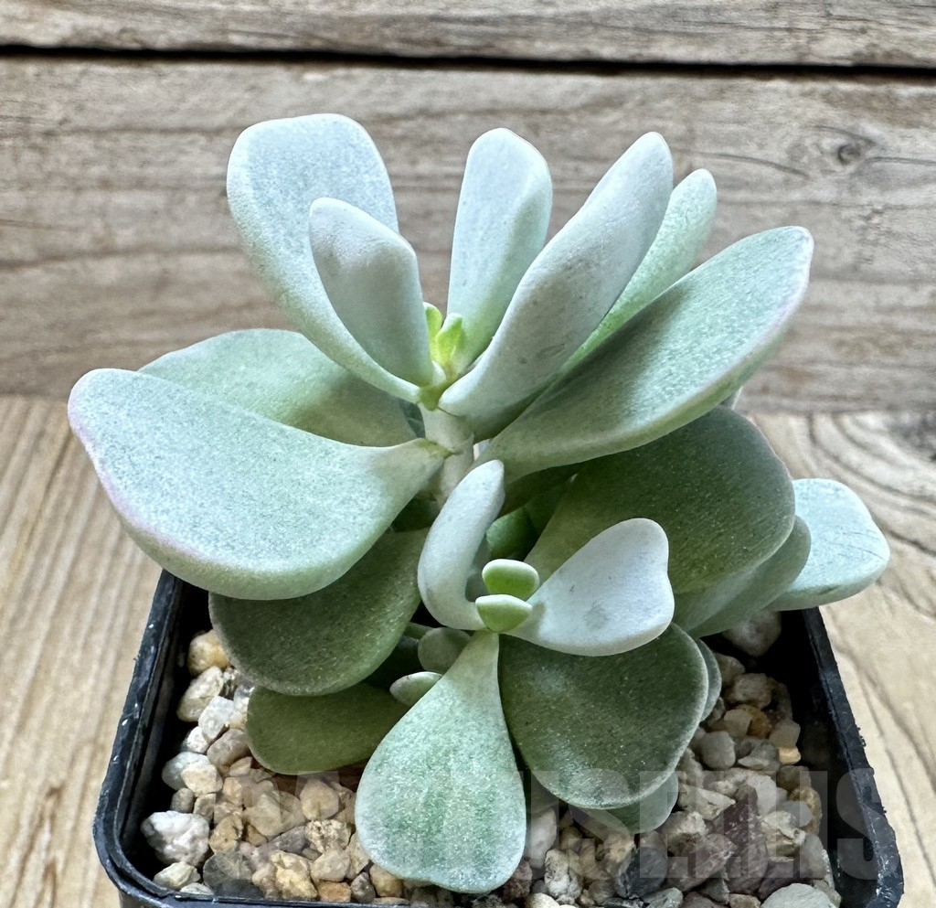 SHPR35243 Adromischus leucophyllus hybrid, seedling - Image 2