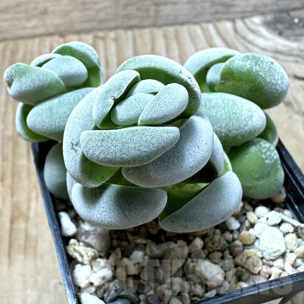 SHPR35244 Crassula alstonii