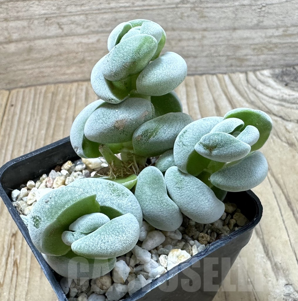 SHPR35244 Crassula alstonii - Image 2