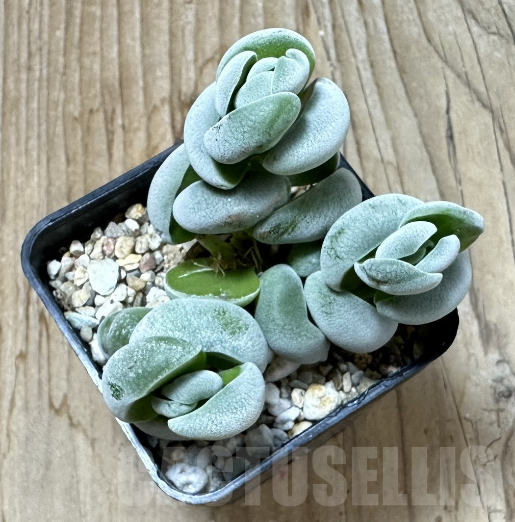 SHPR35244 Crassula alstonii - Image 3