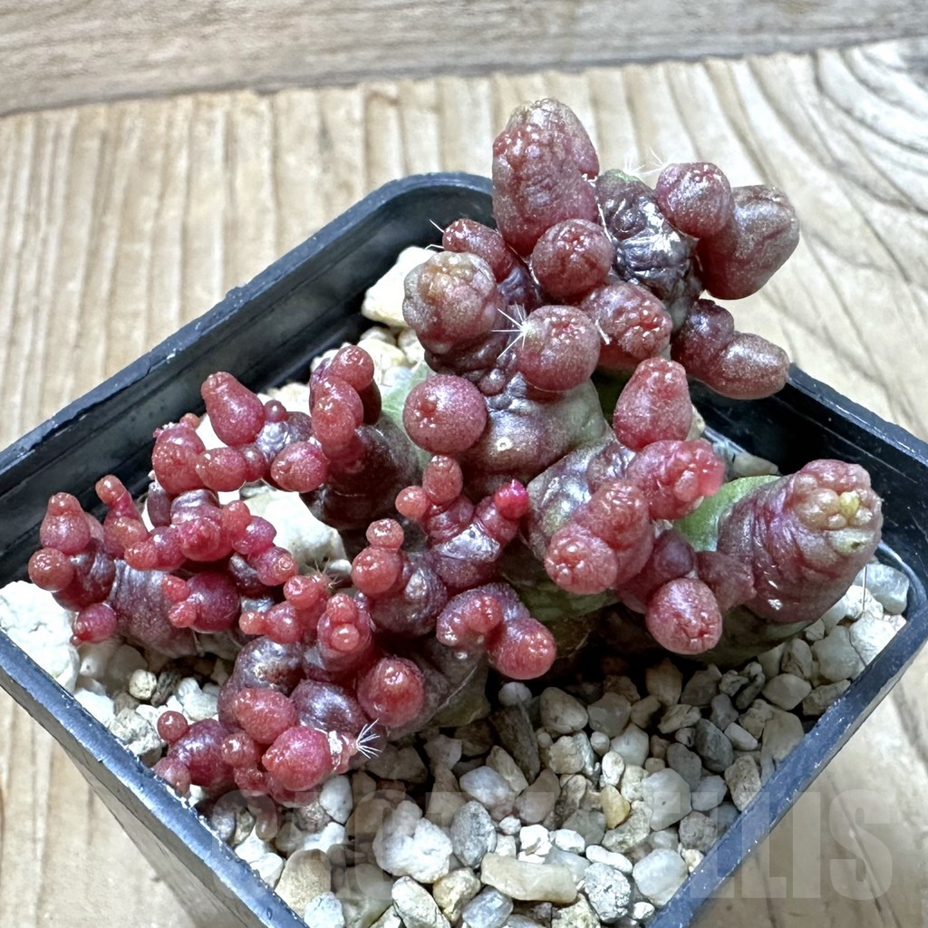 SHPR35245 Mammillaria bocasana ‘Fred’