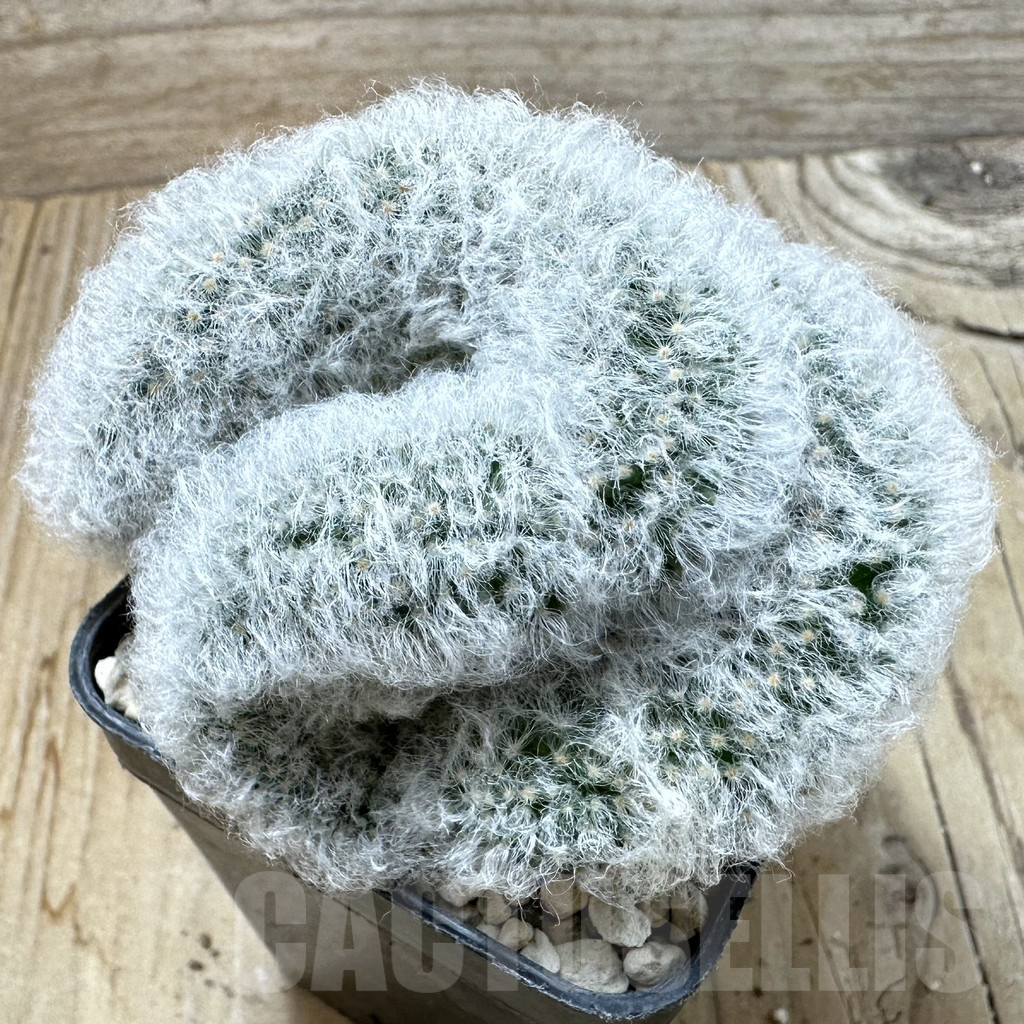 SHPR35246 Mammillaria bocasana f.cristata