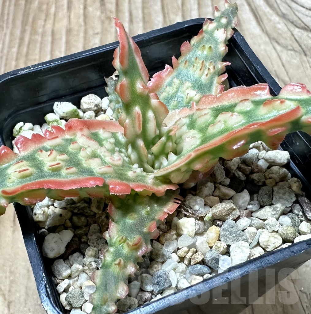 SHPR35230 Aloe TCT hybrid