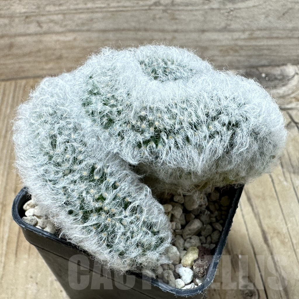 SHPR35246 Mammillaria bocasana f.cristata - Image 2