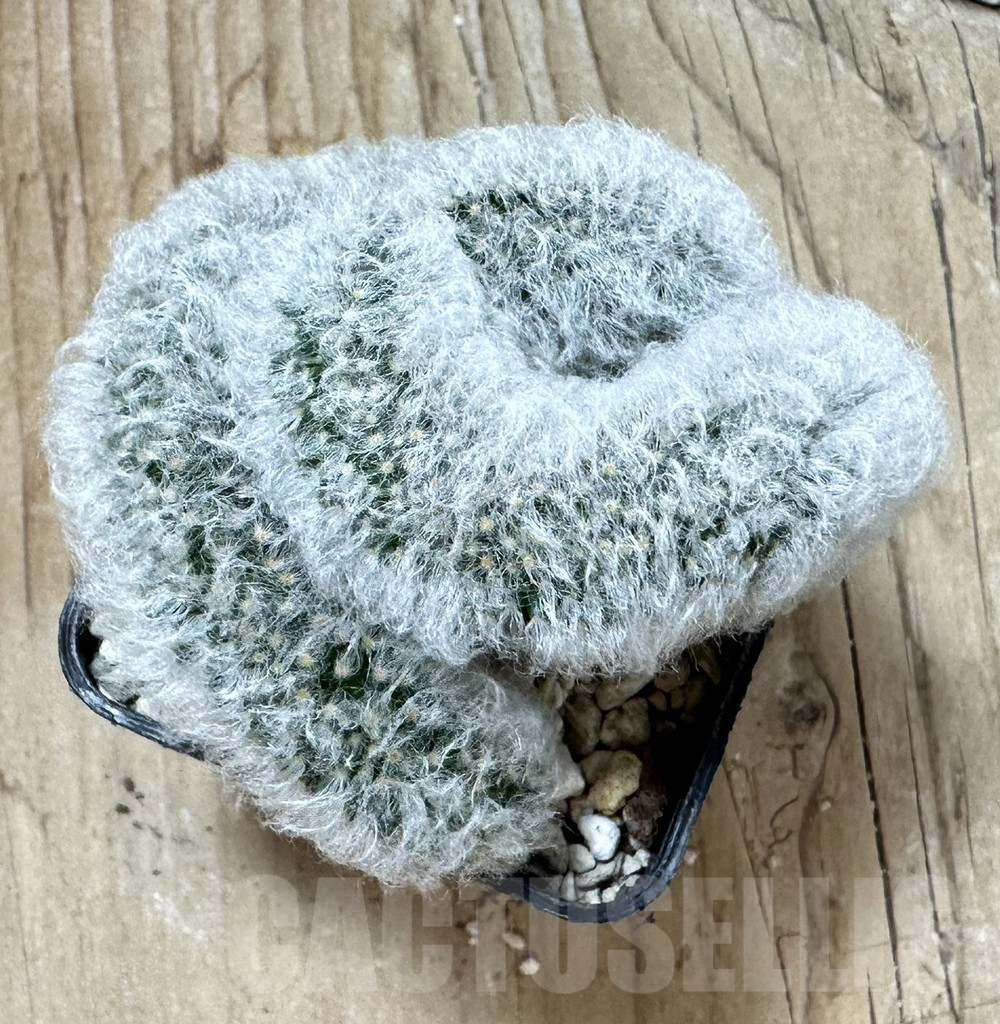 SHPR35246 Mammillaria bocasana f.cristata - Image 3