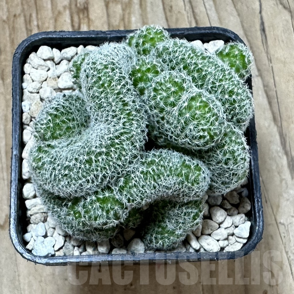 SHPR35247 Mammillaria perbella f. cristata - Obrázek 2