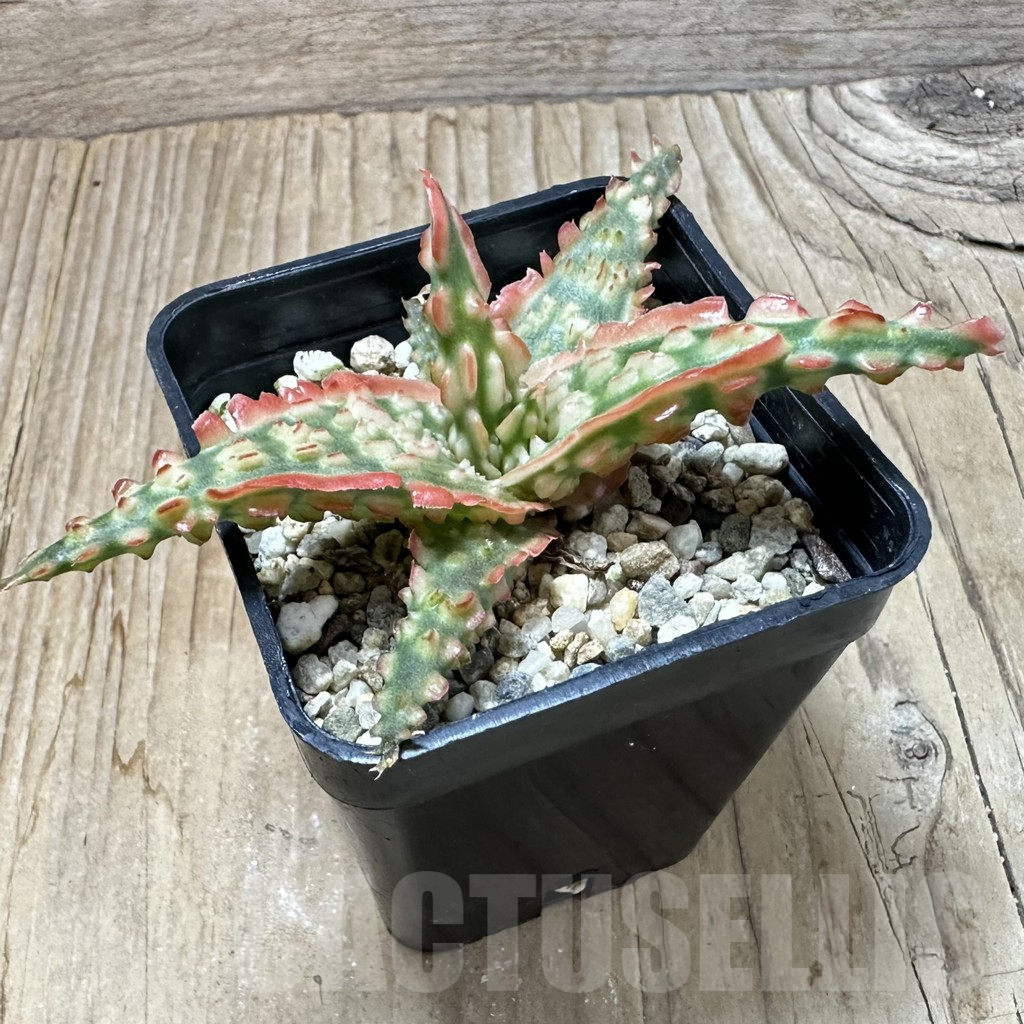 SHPR35230 Aloe TCT hybrid - immagine 2