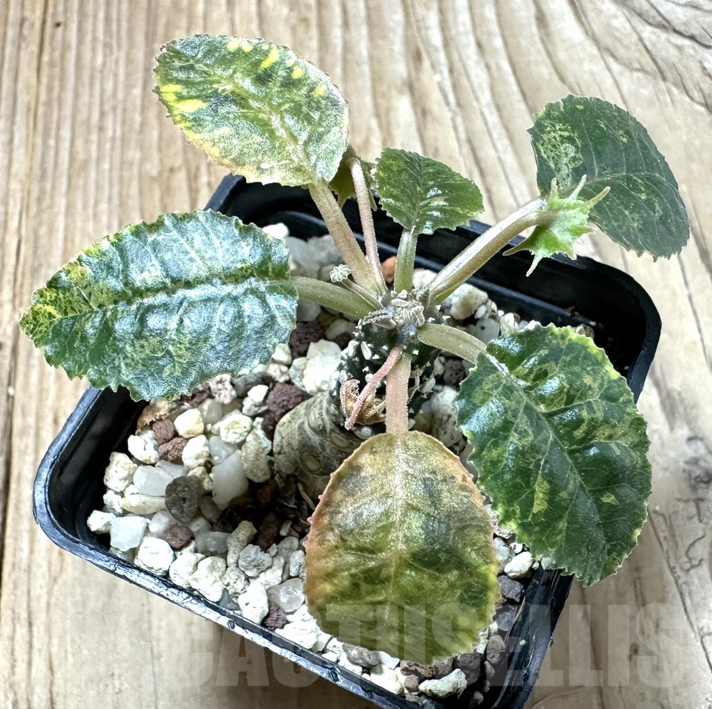 SHPR35250 Dorstenia horwoodii f. variegata