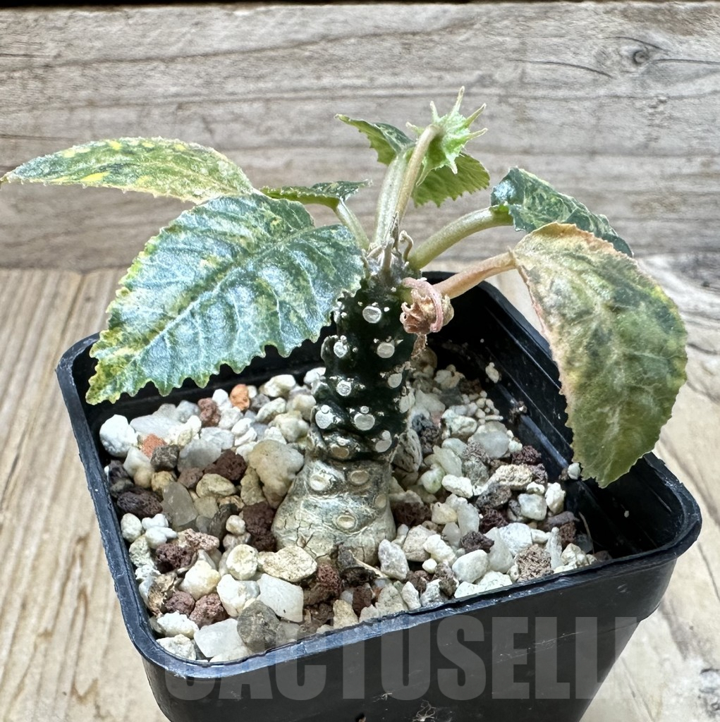 SHPR35250 Dorstenia horwoodii f. variegata - Image 2