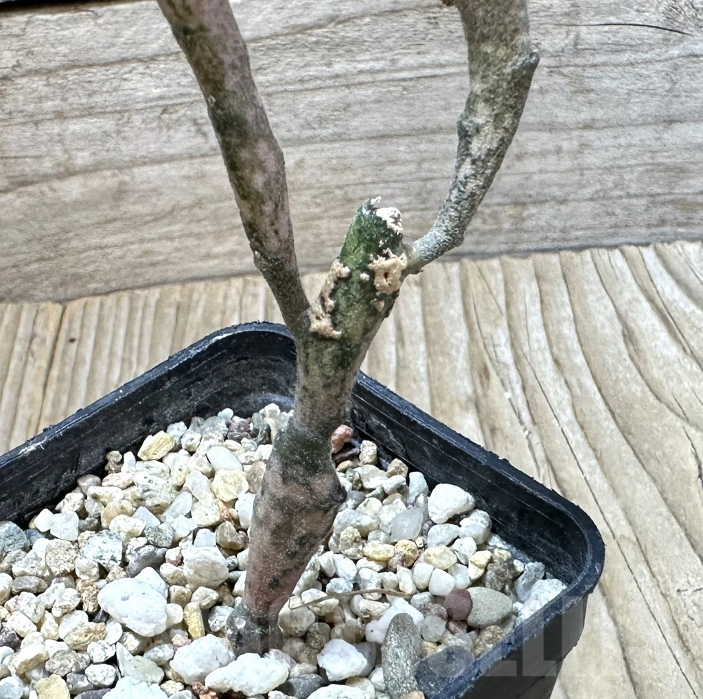 SHPR35251 Euphorbia platyclada - Image 2