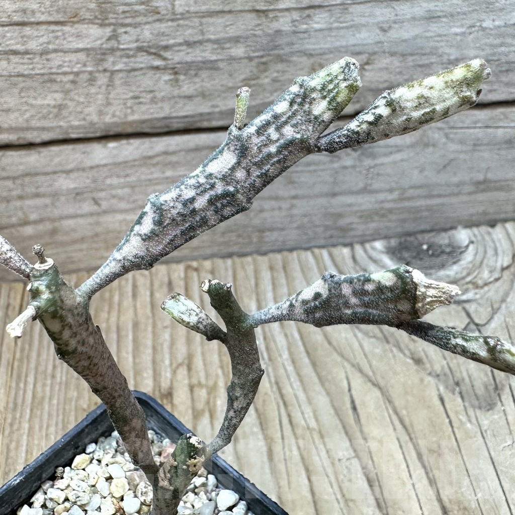 SHPR35251 Euphorbia platyclada