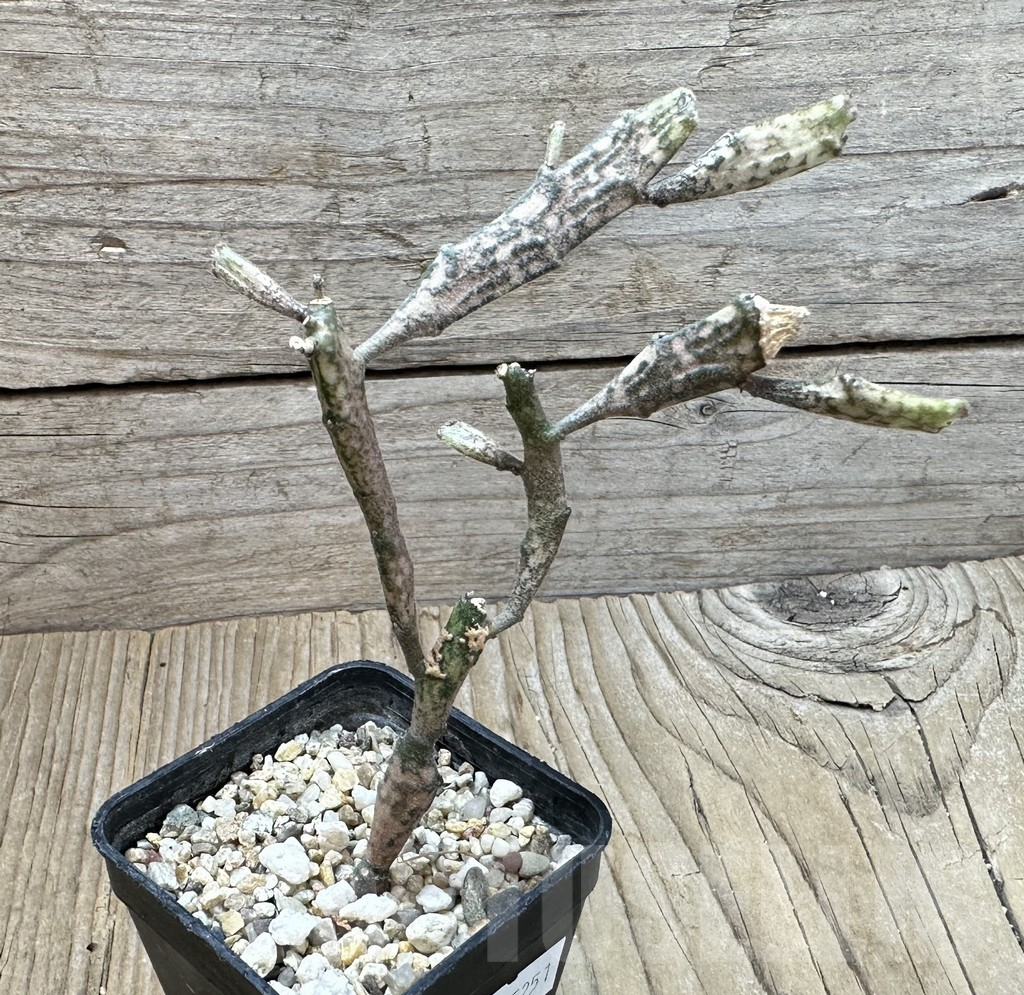 SHPR35251 Euphorbia platyclada - Image 3