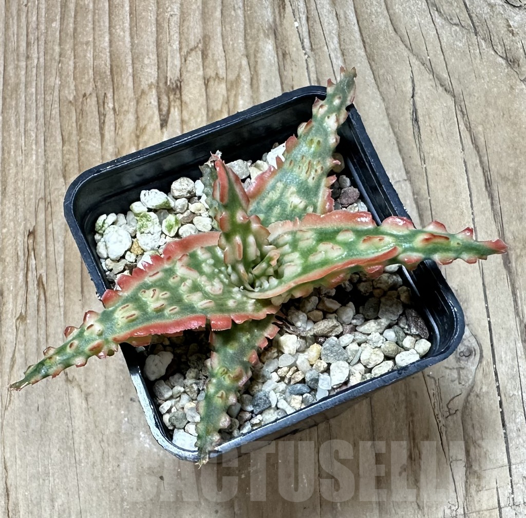 SHPR35230 Aloe TCT hybrid - immagine 3