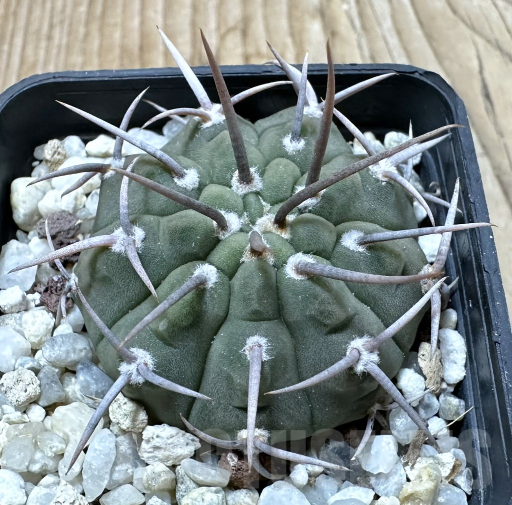 SHPR35252 Gymnocalycium vatteri -Long spines-