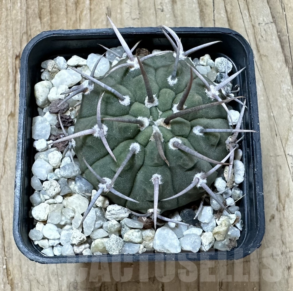 SHPR35252 Gymnocalycium vatteri -Long spines- - Obrázek 2