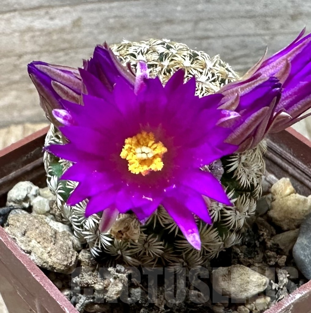 SHPR35255 Mammillaria hernandezii, own roots