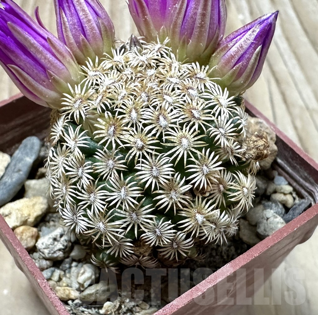 SHPR35255 Mammillaria hernandezii, own roots - Imagen 2