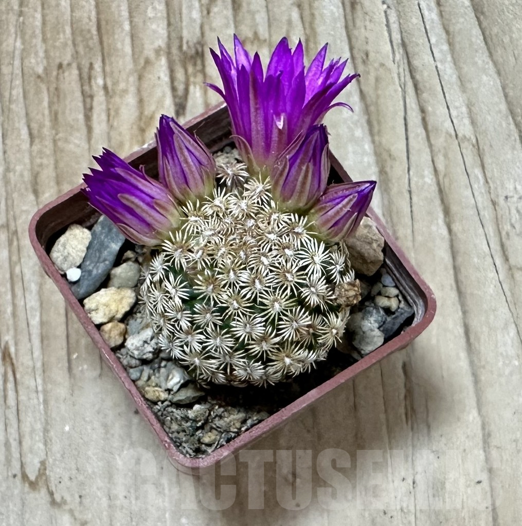 SHPR35255 Mammillaria hernandezii, own roots - Imagen 3