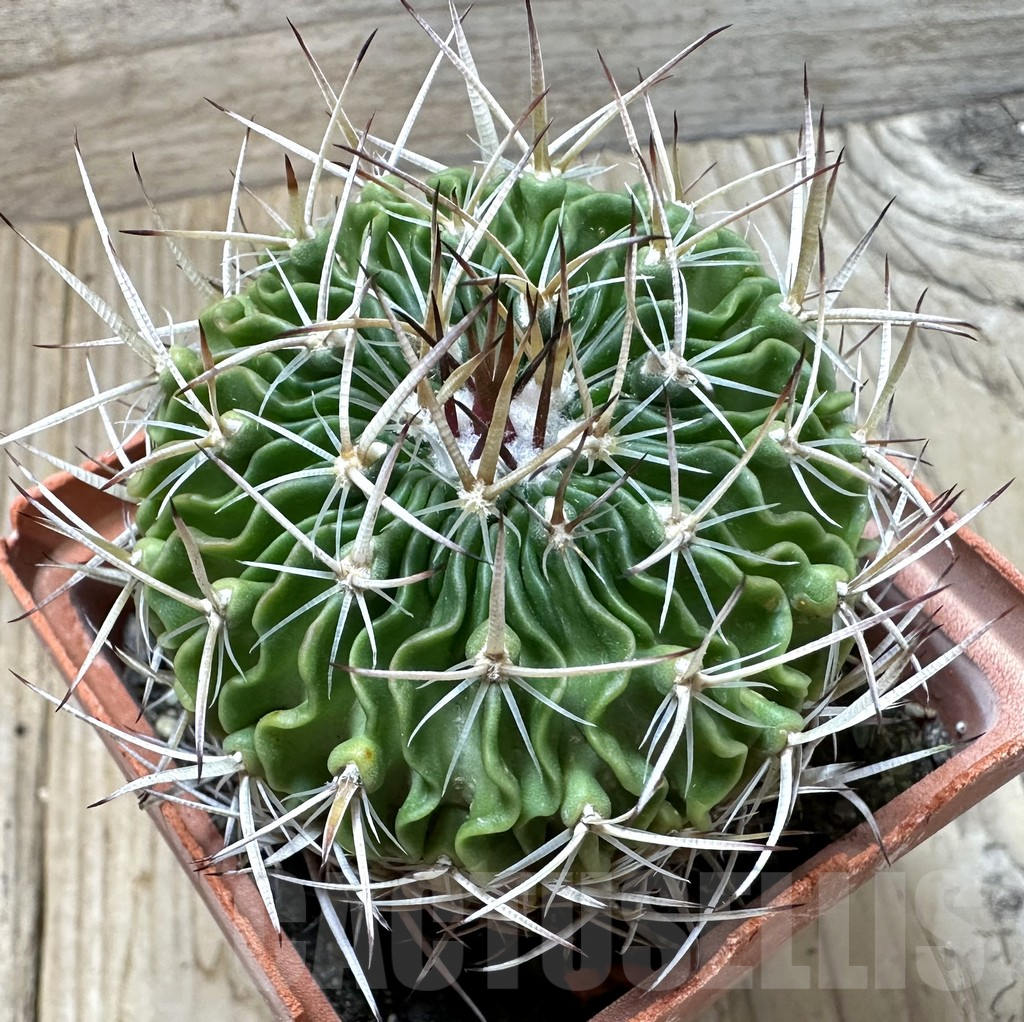 SHPR35256 Echinofossulocactus arrigens