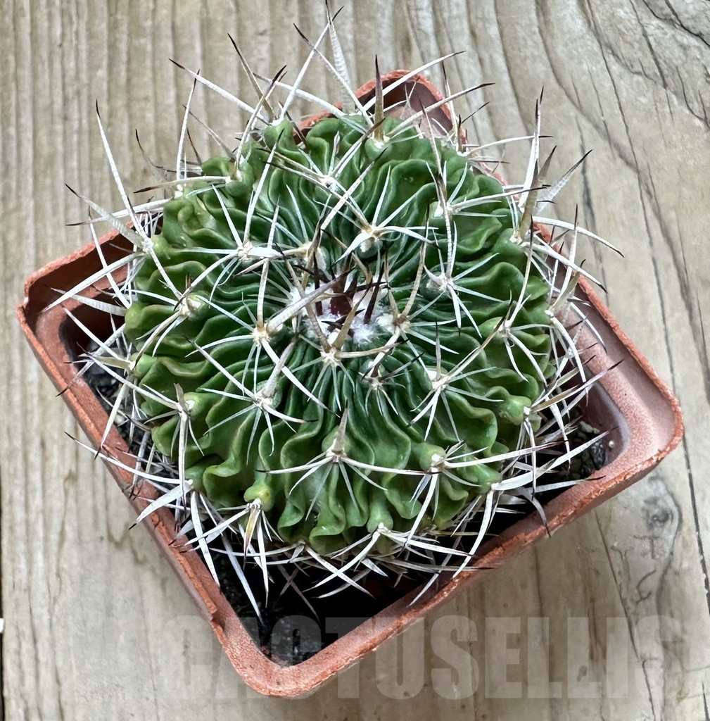 SHPR35256 Echinofossulocactus arrigens - Зображення 2
