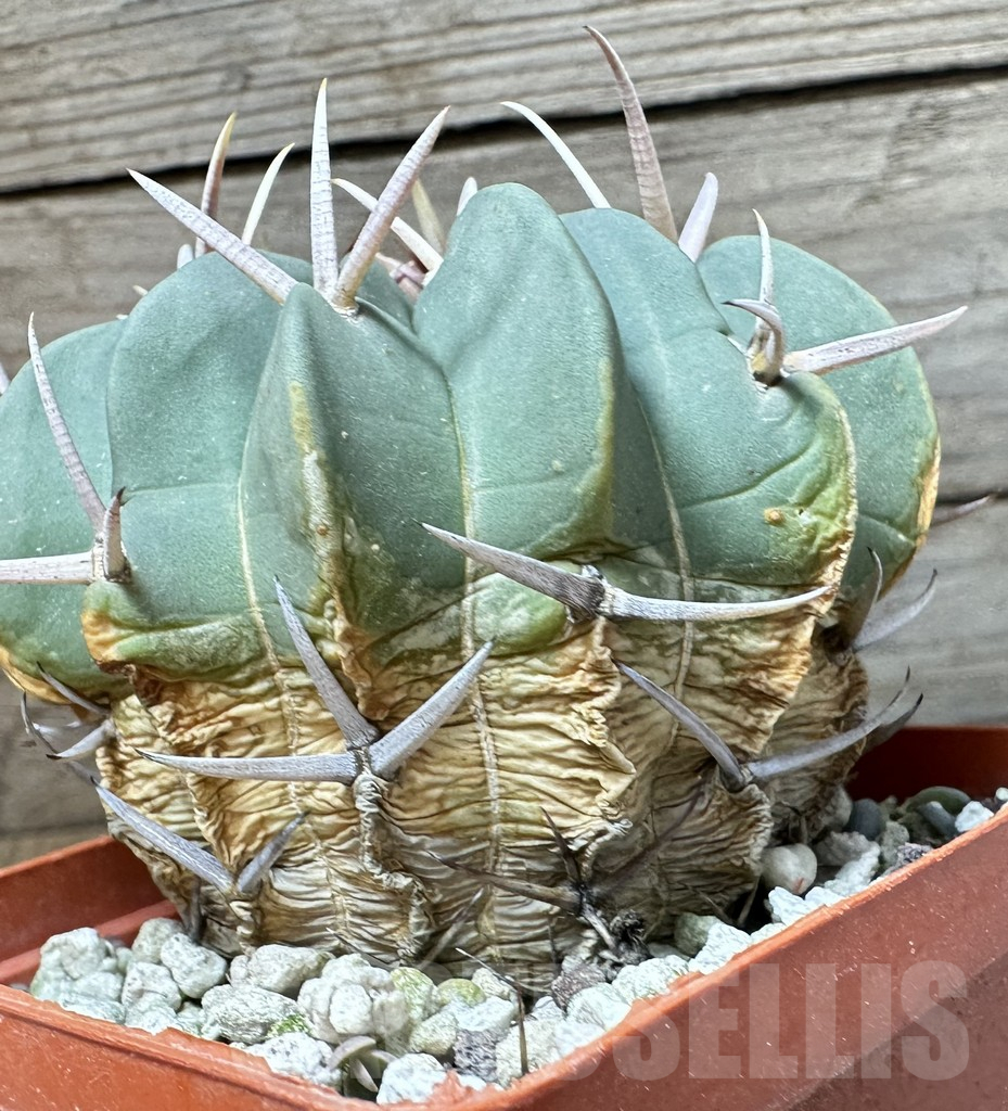SHPR35257 Stenocactus coptonogonus, old 10 years - Зображення 2