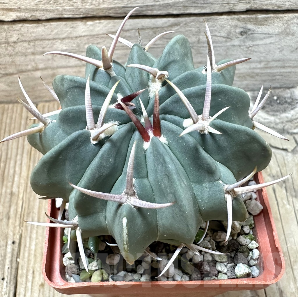 SHPR35257 Stenocactus coptonogonus, old 10 years