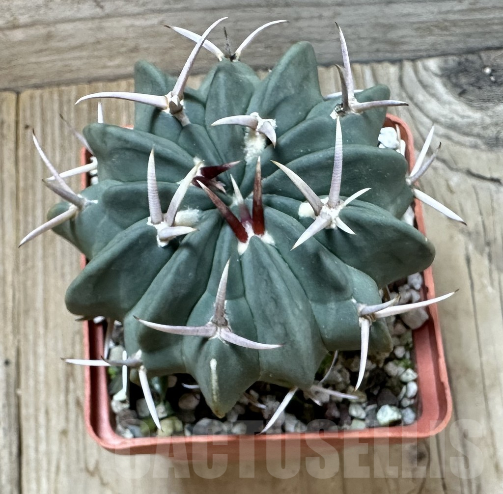 SHPR35257 Stenocactus coptonogonus, old 10 years - Зображення 3