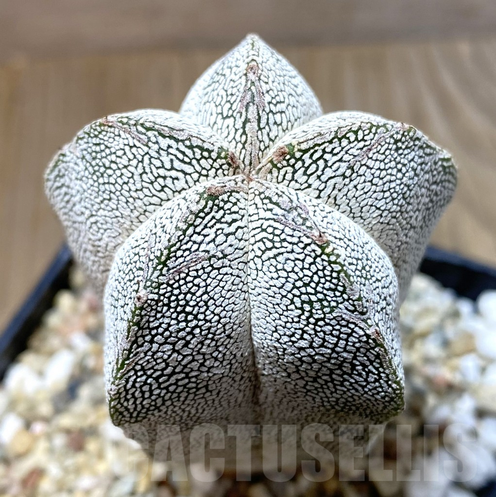 SHPR35170 Astrophytum myriostigma 'Onzuka'
