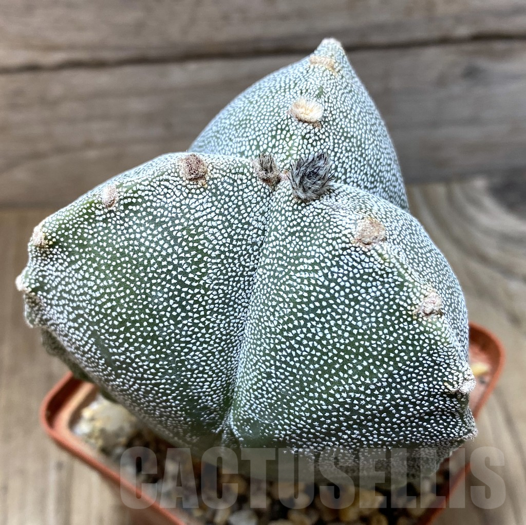 SHPR35176 Astrophytum myriostigma v. tricostatum old 10 years