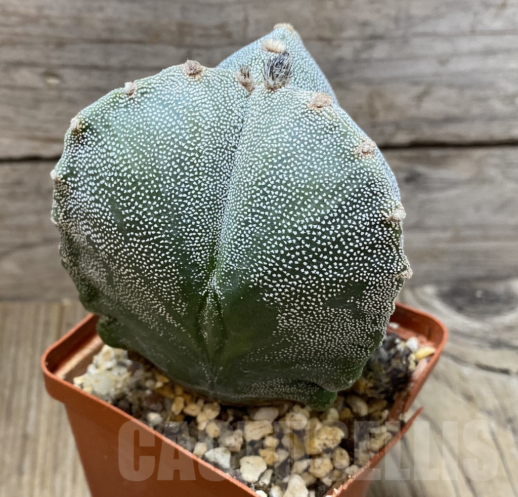 SHPR35176 Astrophytum myriostigma v. tricostatum old 10 years - Image 2
