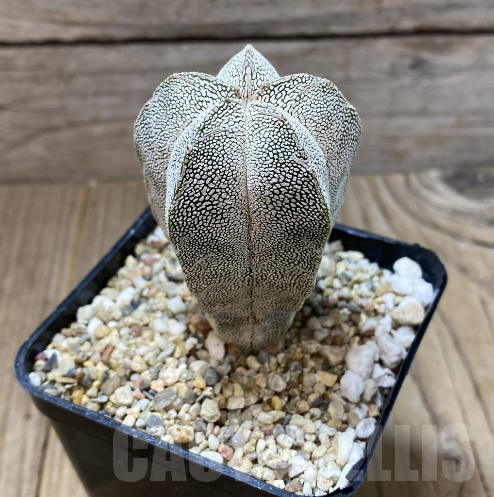 SHPR35170 Astrophytum myriostigma 'Onzuka' - Image 2