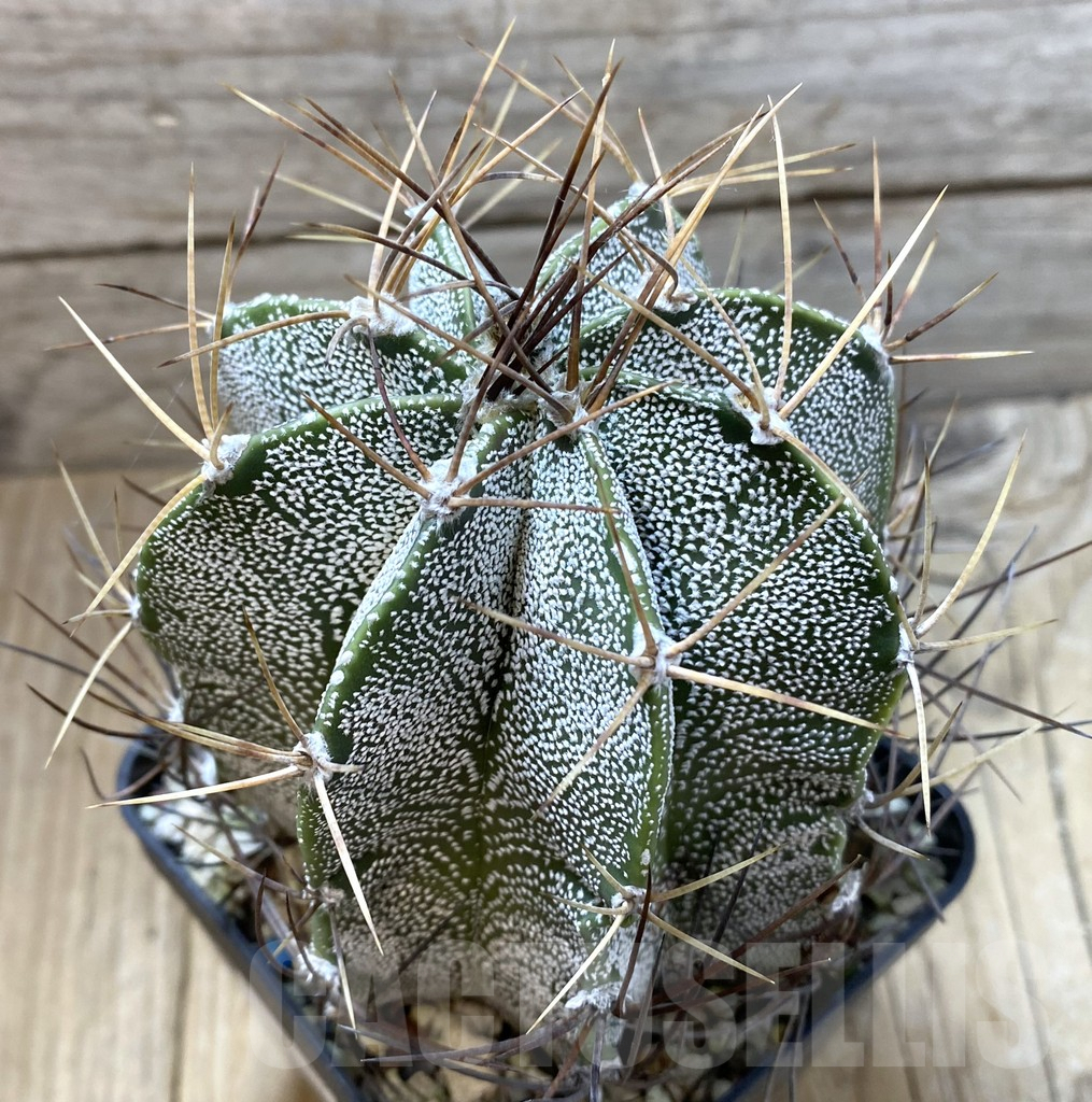 SHPR35182 Astrophytum capricorne x ornatum old 14 years