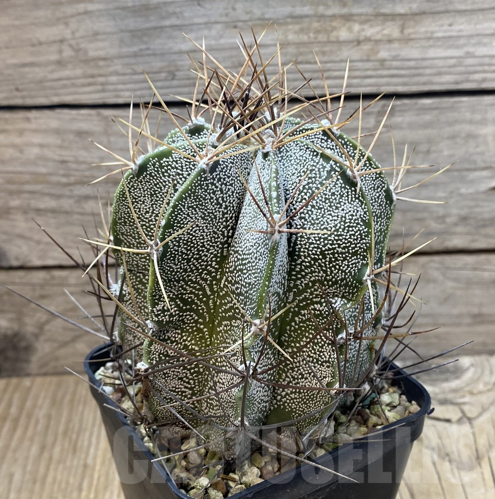 SHPR35182 Astrophytum capricorne x ornatum old 14 years - 画像 (2)