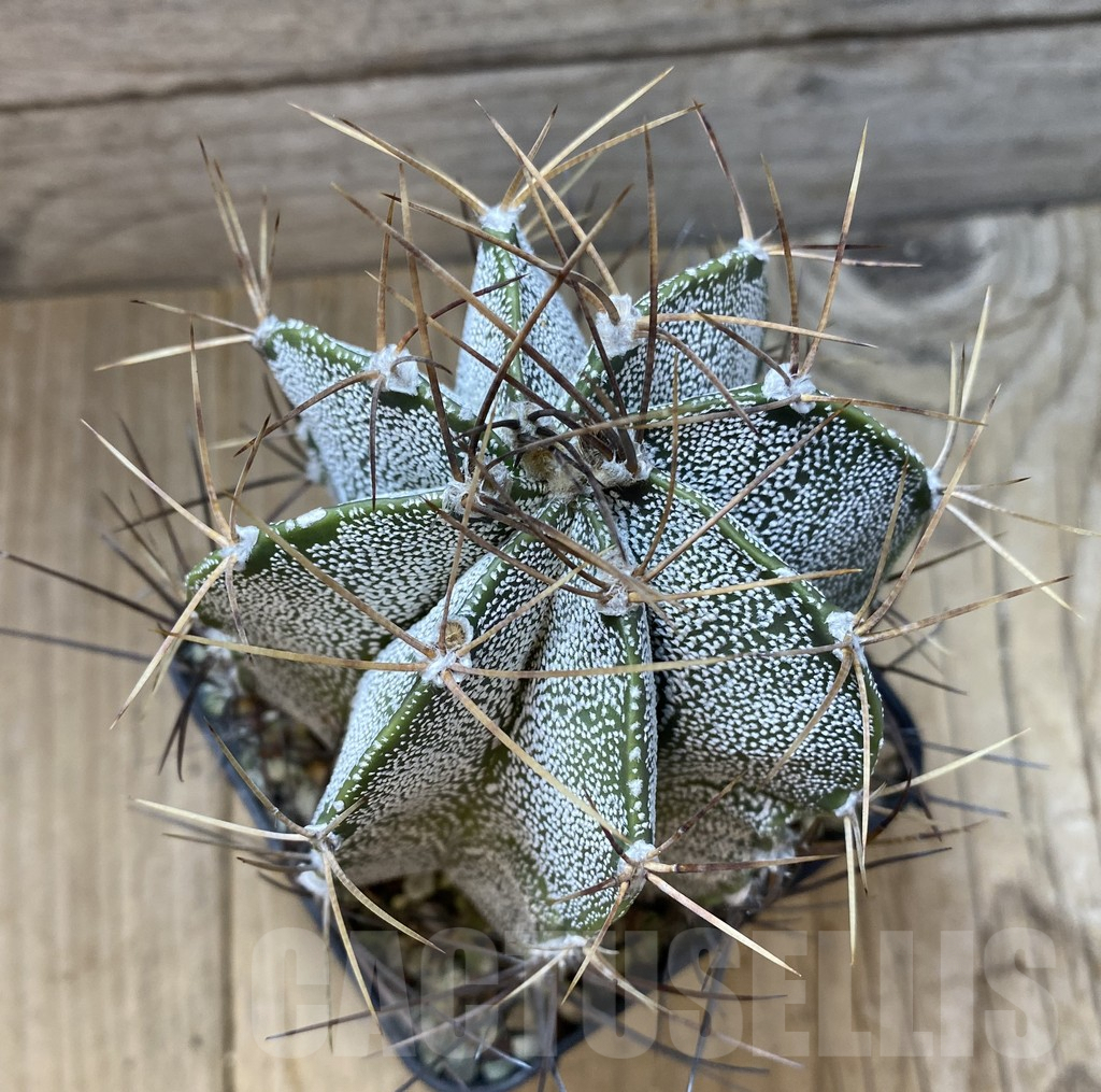 SHPR35182 Astrophytum capricorne x ornatum old 14 years - 画像 (3)