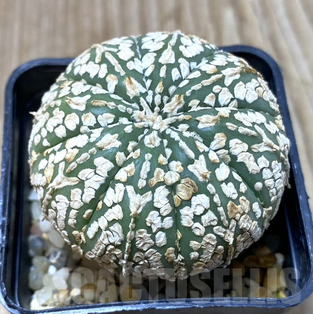 SHPR35183 Astrophytum asterias ‘Super Kabuto’ hybrid