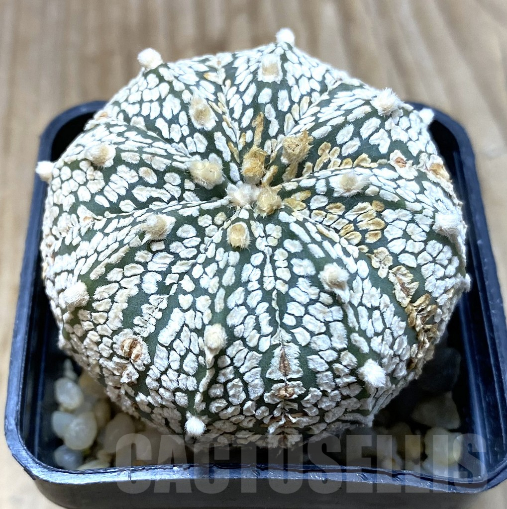 SHPR35184 Astrophytum asterias ‘Super Kabuto’ hybrid