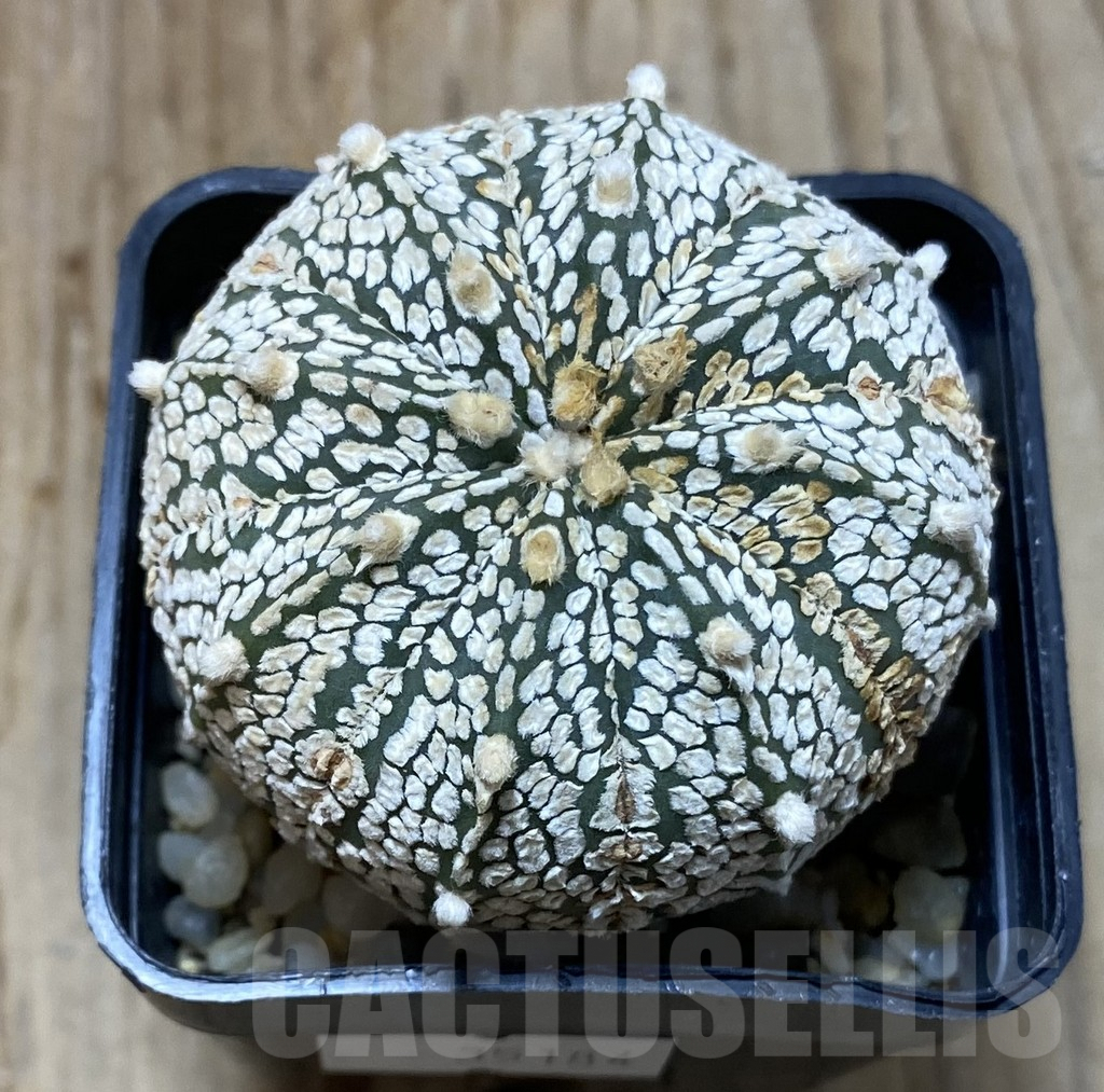 SHPR35184 Astrophytum asterias ‘Super Kabuto’ hybrid - 画像 (2)
