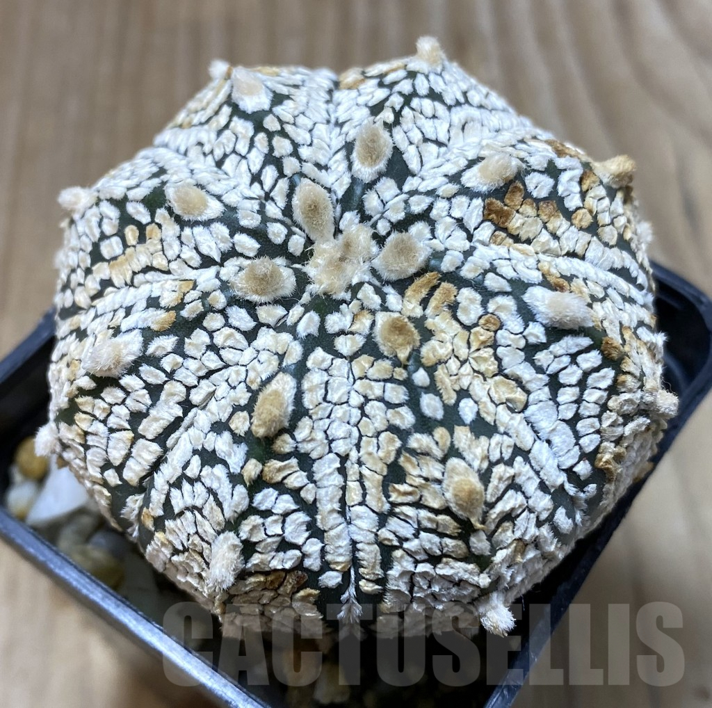 SHPR35186 Astrophytum asterias ‘Super Kabuto’