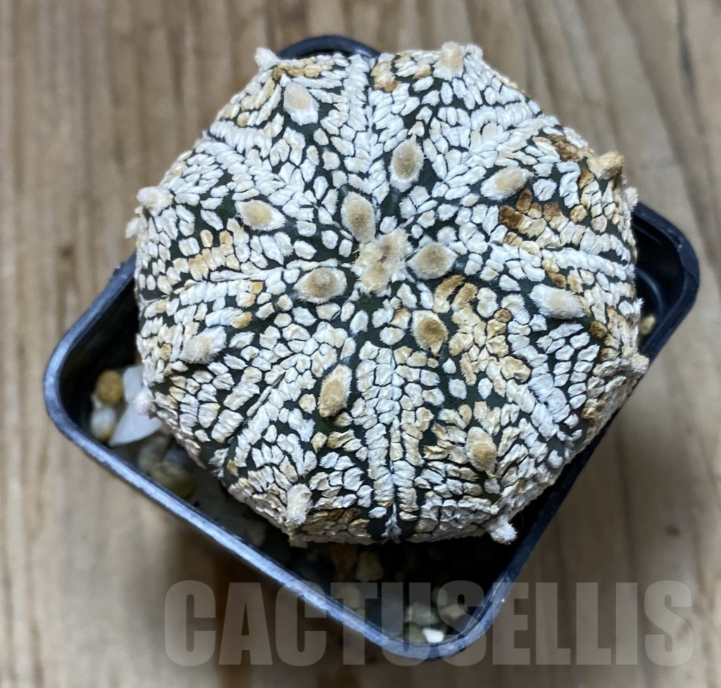 SHPR35186 Astrophytum asterias ‘Super Kabuto’ – Image 2