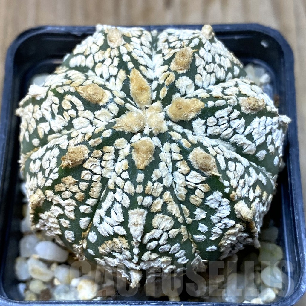 SHPR35188 Astrophytum asterias ‘Super Kabuto’ hybrid