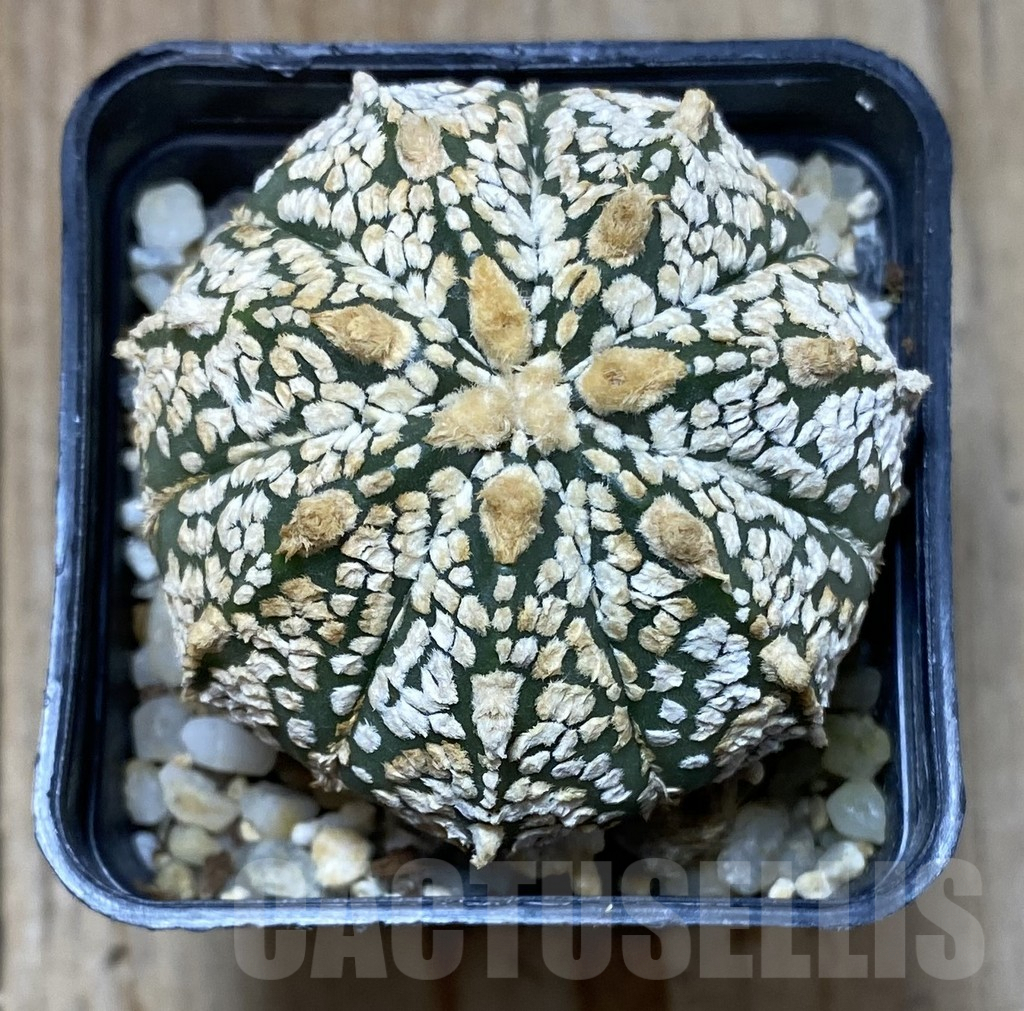 SHPR35188 Astrophytum asterias ‘Super Kabuto’ hybrid - Imagen 2