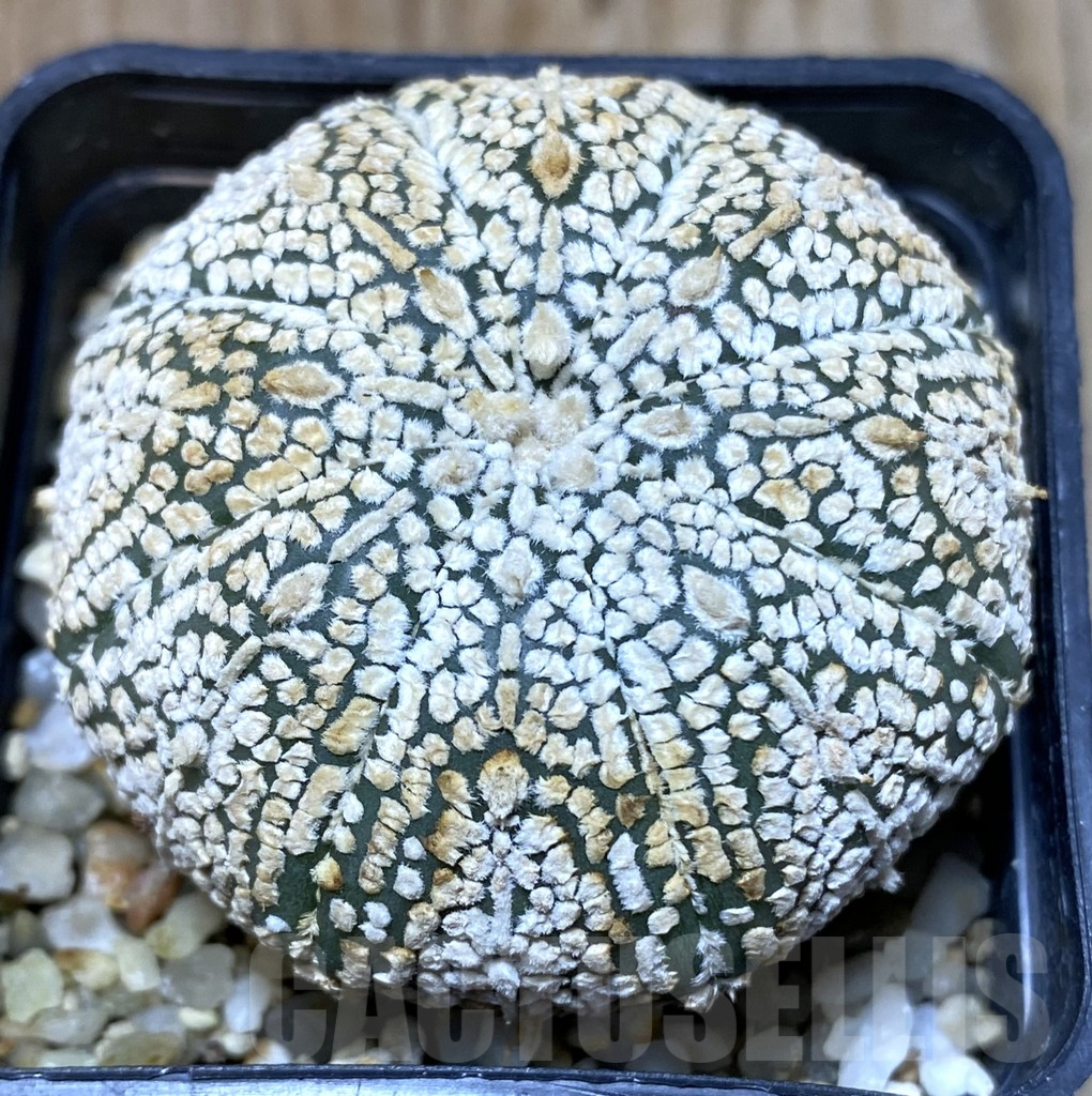 SHPR35189 Astrophytum asterias ‘Super Kabuto’