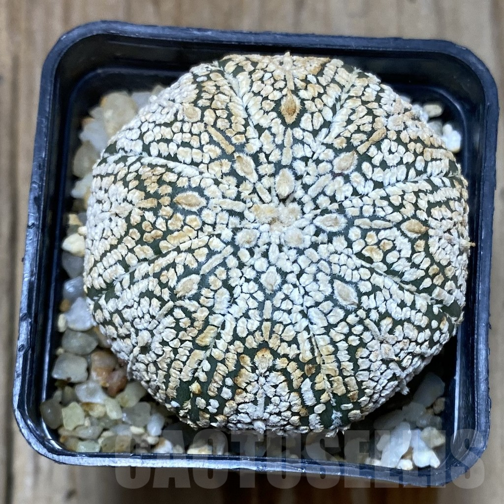 SHPR35189 Astrophytum asterias ‘Super Kabuto’ – Image 2