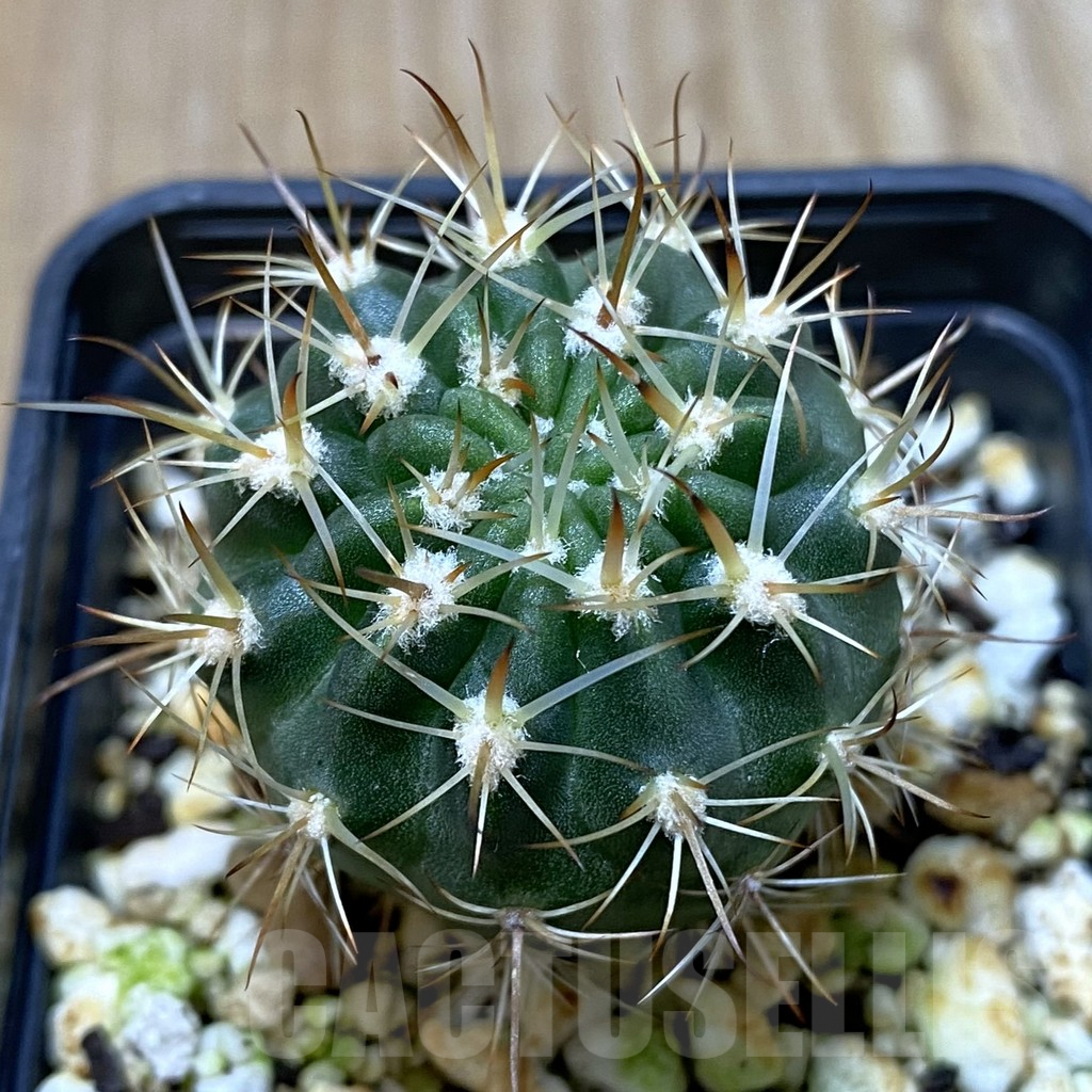 SHPR35196 Lobivia hybrid