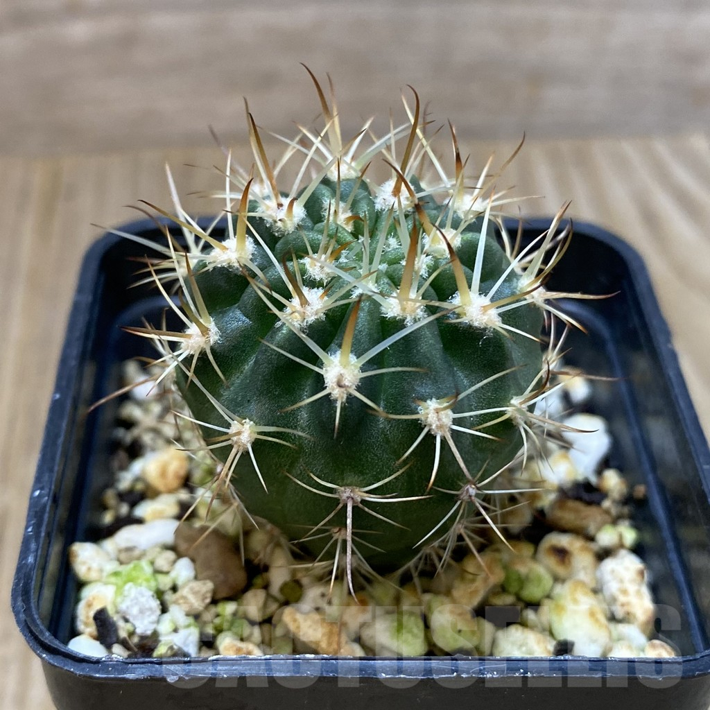 SHPR35196 Lobivia hybrid - Image 2