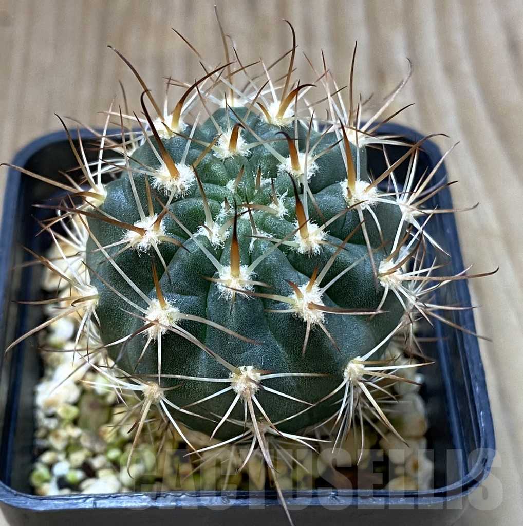 SHPR35197 Lobivia hybrid