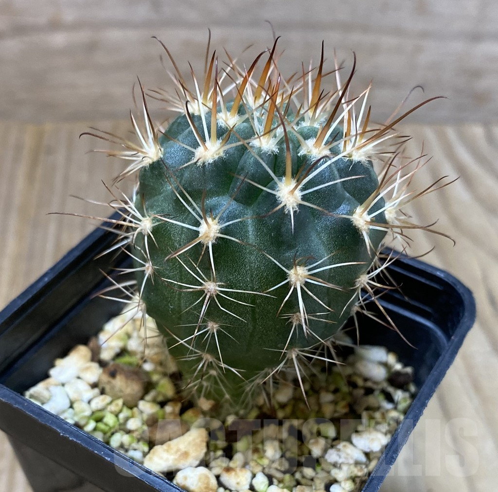 SHPR35197 Lobivia hybrid – Image 2